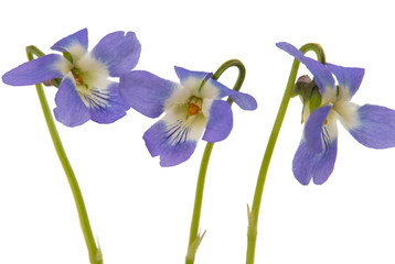 violet flower isolated