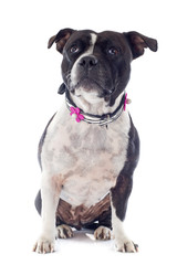 staffordshire bull terrier