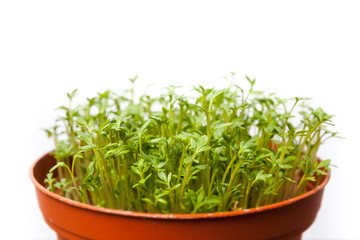 Frische Kresse im Blumentopf