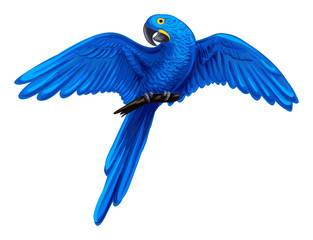 Parrot --- Hyacinth Macaw