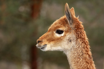 Fototapeta premium lama