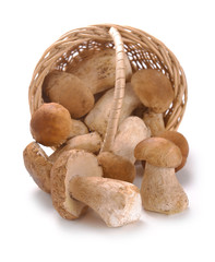 mushrooms in a basket