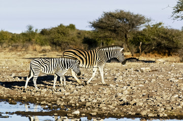 Fototapeta na wymiar zebra at ethosa national park namibia