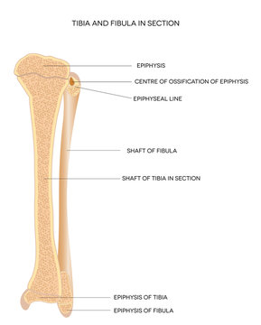Tibia and Fibula. Leg bones.
