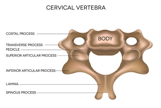 Cervical Vertebra