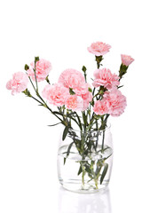 Carnations flowers