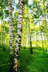 forest birch - 51360340