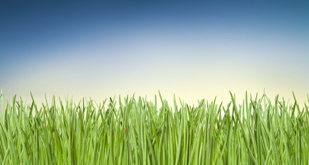 Green grass, blue sky and sun