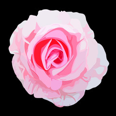 rose flower vector