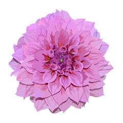 dahlia flower isolated on white background