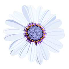 Vector white daisy flower