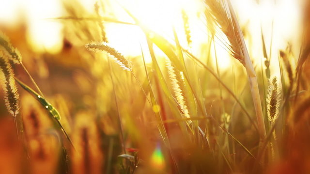 Background with grass and sunshine