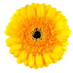 Tableaux ronds sur aluminium Gerbera Perfect Yellow Gerbera Flower Macro Isolated on White