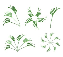 A Set of Philodendron Leaves on White Background