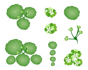 A Set of Asiatic Pennywort on White Background