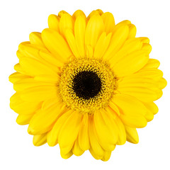 Schönes gelbes Gerbera-Blumen-Makro lokalisiert auf Weiß