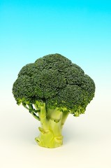 Raw broccoli © Arena Photo UK