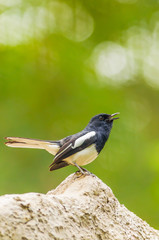 Male Oriental Magpie Robin bird is standing on the rock
