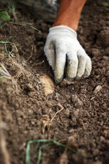Kartoffeln vorsichtig am Herausgraben