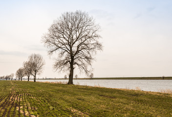 Fototapeta premium Row of bare trees at a riverside