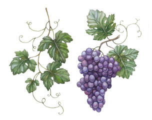 Obraz premium Watercolor illustration of grapes with leaves