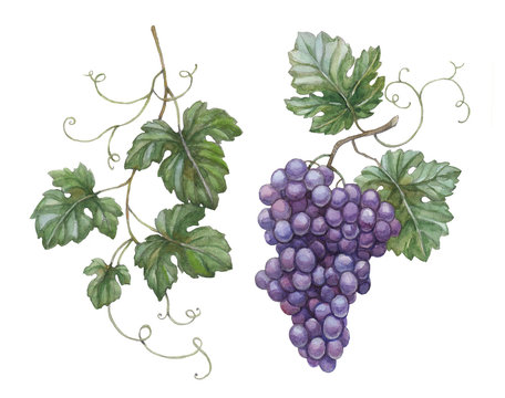 Fototapeta Akwareli ilustracja winogrona z liśćmi