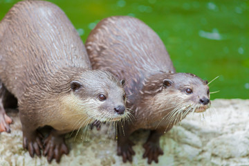 Two otters stare for the food in the zoo