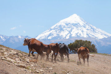 Fototapeta na wymiar Herd of cows, volcano Lanin, Patagonia, Argentina