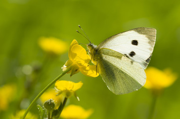 Large white butterfly on yellow flower