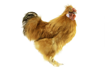 Silkie rooster on white background.