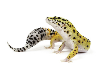 Leopard Gecko on white background.