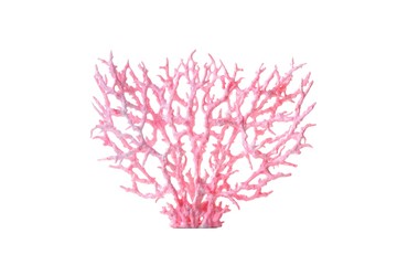 Obraz premium Coral