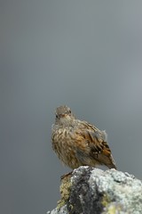 bird on a rock