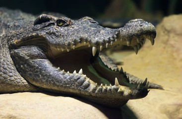 Crocodile d& 39 eau douce siamois souriant