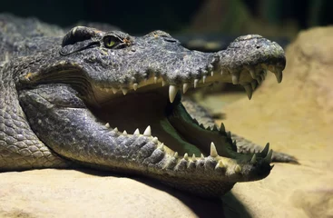 Peel and stick wall murals Crocodile Siamese freshwater crocodile smiling
