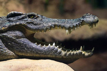 Siamese freshwater crocodile smiling
