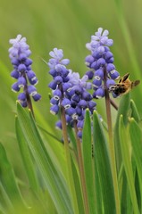 Pentolino (Muscari botryoides)