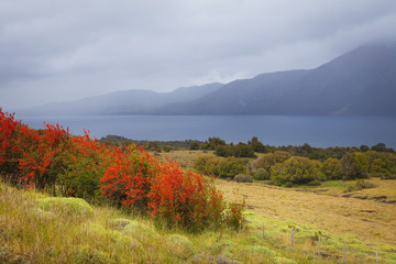 National park Lanin, Patagonia, Argentina