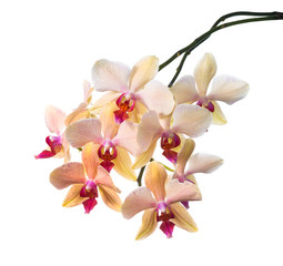 Obraz na płótnie Canvas orange striped orchid isolated on the white, background