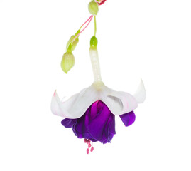 fuchsia flower on the white, isolated