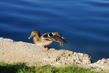 Ente