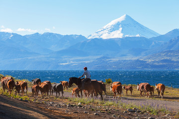 Gauchos and herd of cows on the background the volcano Lanin