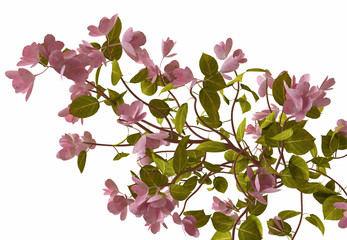 Pink Flowers Blooming on Tree Branch in 3D