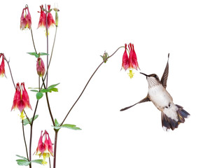 Hummingbird focuses and a  red columbine flower.