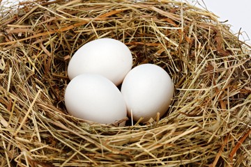 White chicken eggs in nest