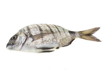 Raw Tilapia