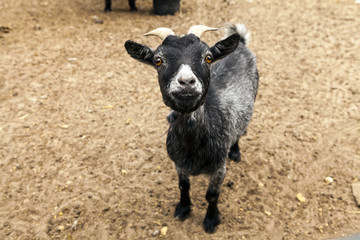 Black Funny Goat
