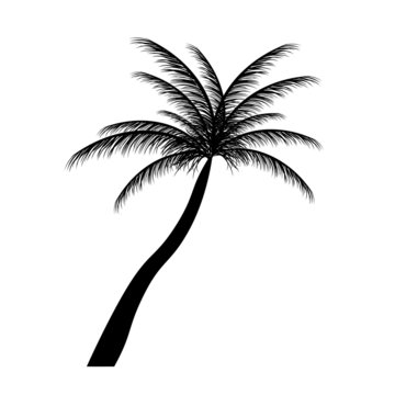 silhouette of palm trees. Vector illustration.