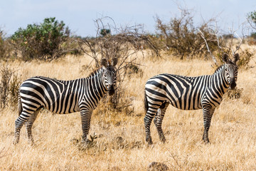Obraz na płótnie Canvas Zebras in Kenya's Tsavo Reserve