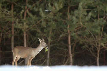 roe